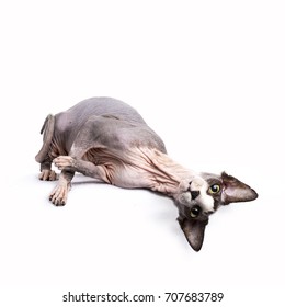 Sphynx cat lying upside down isolated on white background looking directly in camera