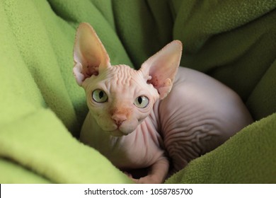 Sphynx Cat Naked