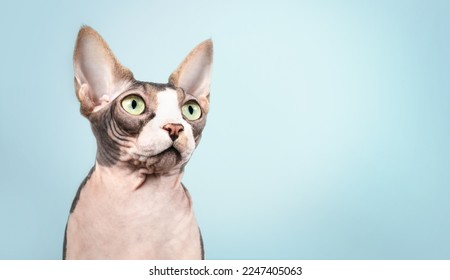 Sphynx cat on blue background. Head shot of naked cat looking at something off screen intensely. Hairless white and lavender, male cat with big yellow eyes and large ears. Selective focus. Copy space.