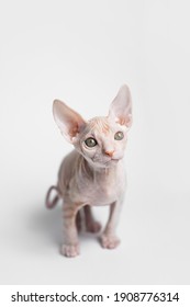 Sphynx Cat On A White Background