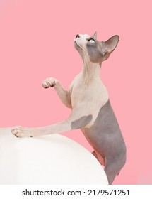 Sphynx cat plsying and looking up. Isolated on pink pastel background