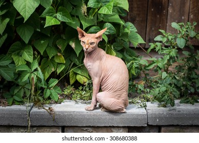 Sphynx cat sitting 