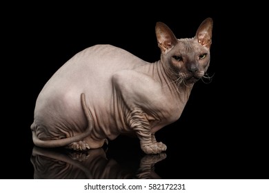 Gorgeous Sphynx Cat Sitting Curious Looks Stock Photo (Edit Now ...