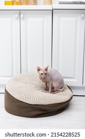 Sphynx Cat Sitting On Ottoman At Home