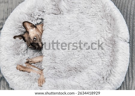 A sphynx cat snuggles in a soft gray blanket enjoying a peaceful moment indoors on a cozy day.