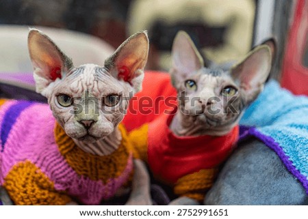Sphynx cat split image, frontal and profile view, wearing vibrant striped sweater, soft lighting, indoor setting, expressive eyes.