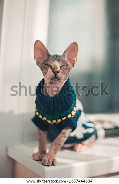 Sphynx Cat Sweater Deer Stock Photo Edit Now 1357444634