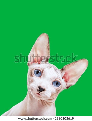 sphynx cat tilting head side Funny.green screen background . Curiosity concept. Isolated on background.Blue mink and white color Sphynx cat four months old with blue eyes sitting at wool plaid brown a
