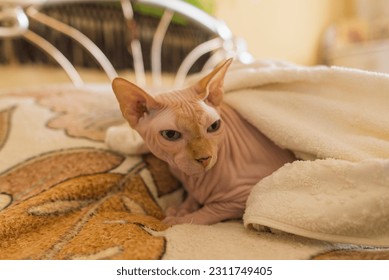 Sphynx cat under the covers on the bed - Shutterstock ID 2311749405