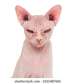 Sphynx Hairless Cat, 4 Years Old, Against White Background