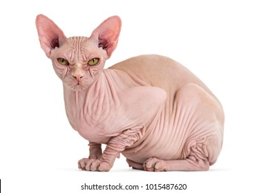 Sphynx Hairless Cat, 4 Years Old, Portrait Against White Background