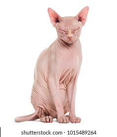 Sphynx Hairless Cat, 4 Years Old, With Eyes Closed Against White Background