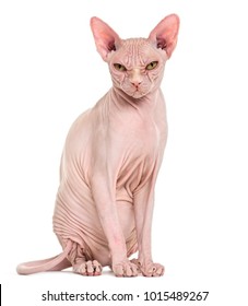 Sphynx Hairless Cat, 4 Years Old, Against White Background