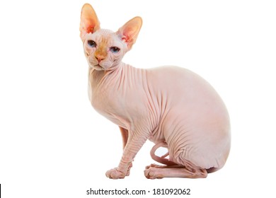 1000+ Pussy-nude Stock Images, Photos & Vectors | Shutterstock