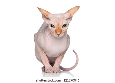 Sphynx Hairless Cat Sits On A White Background