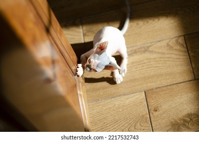 Sphynx Kitten In The Apartment