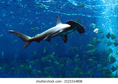 Sphyrnidae Hammerhead Sharks Swim In Water