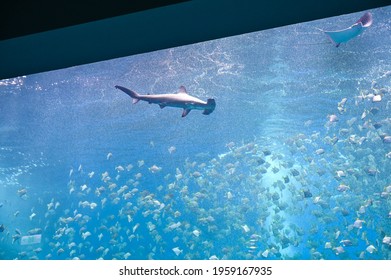 Sphyrnidae(Hammerhead Shark) Swimming In The Aquarium.