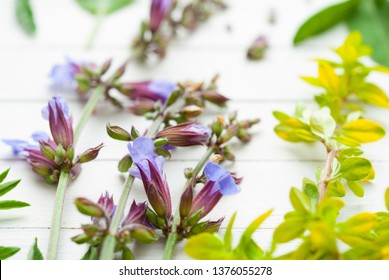 spice and herbal plants with flowers, white wooden table background