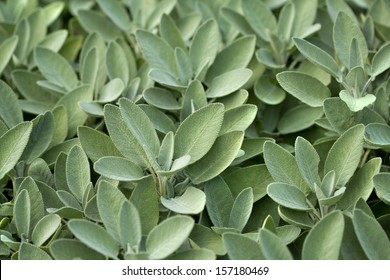 Spice Plant: Sage, (salvia Officinalis), In Vegetable Garden