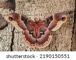 Spicebush Silkmoth - Callosamia promethea, beautiful large colored butterfly from American forests and woodlands, USA.