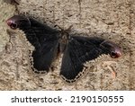 Spicebush Silkmoth - Callosamia promethea, beautiful large colored butterfly from American forests and woodlands, USA.