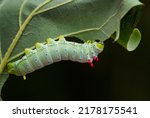 Spicebush Silkmoth - Callosamia promethea, caterpillar of silkmoth from American forests and woodlands, USA.