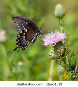 Spicebush Swallowtail (Papilio troilus) nectaring on thistle flower