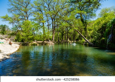 35 Spicewood tree Images, Stock Photos & Vectors | Shutterstock