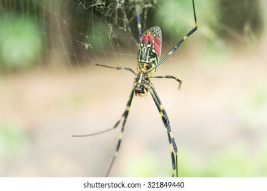 Spider