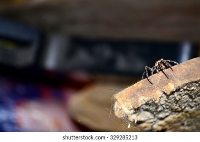 spider