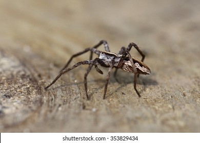 spider