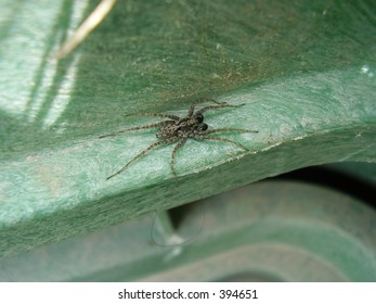 spider