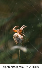 spider