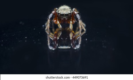 spider