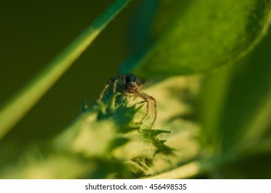 spider
