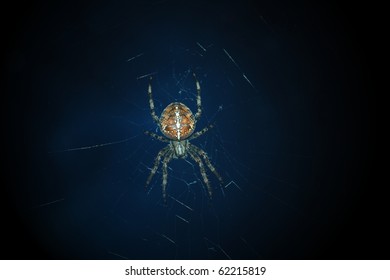 Spider