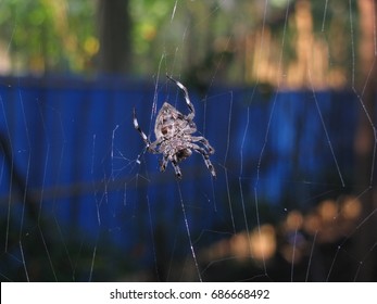 spider