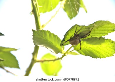 Spider