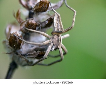 spider