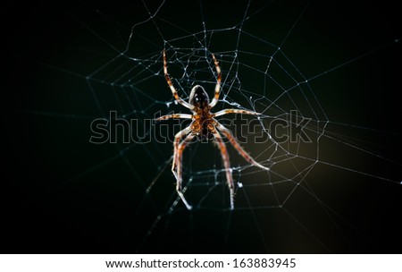 Closeup of a spider in its web
