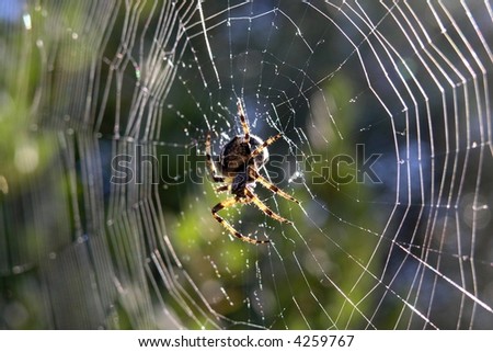 Spider