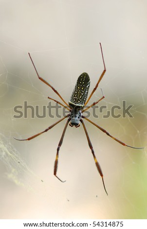 Similar – Image, Stock Photo cross spider Animal Spider