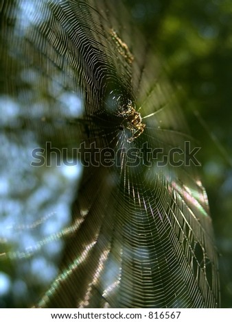 Similar – Foto Bild Tanne im Park ruhig Sommer