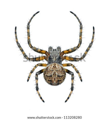 Spider Agalenatea redii (male) on a white background