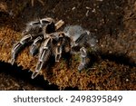 Spider (Aphonopelma seemanni), of the Theraphosidae family,usually black with white stripes near the leg joints. 