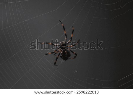 A spider (Araneae) are making webs to catch prey and create their living environment.