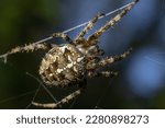 Spider Araneus diadematus with a cross on its back on a web against a tree background.