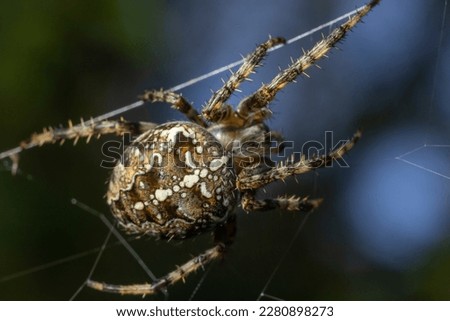 Spider Araneus diadematus with a cross on its back on a web against a tree background.