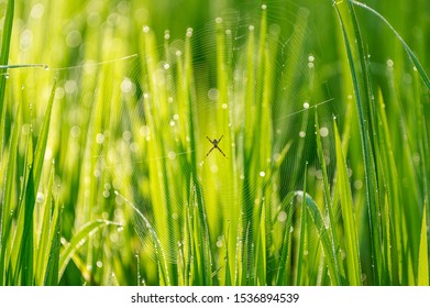 130 Spider net rice field Images, Stock Photos & Vectors | Shutterstock